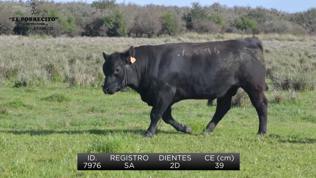 Lote 2 Toros Angus SA a remate en El Pobrecito, Durazno