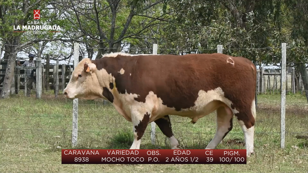 Lote (Vendido)Toros a remate en Cabaña La Madrugada - RVN, Salto