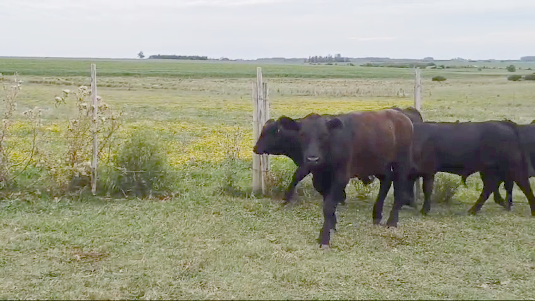 Lote 7 Terneros ANGUS a remate en #42 Pantalla Carmelo  210kg -  en LA CADENA