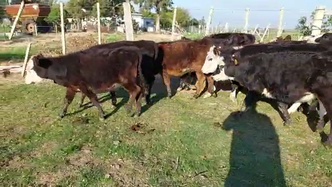 Lote 23 Terneras angus y angus cruza hereford