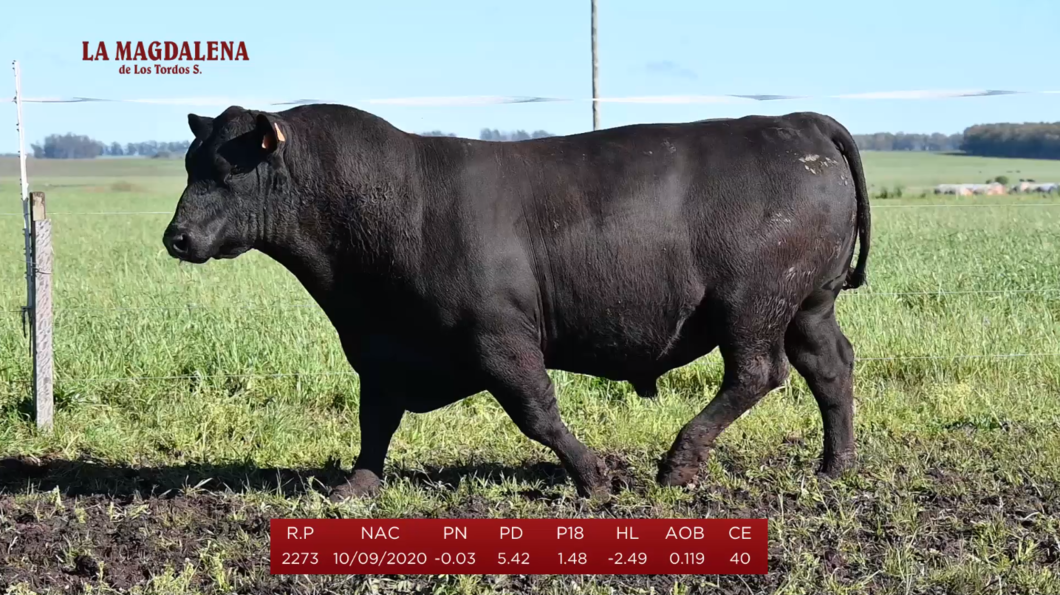 Lote Brete 10 - Angus