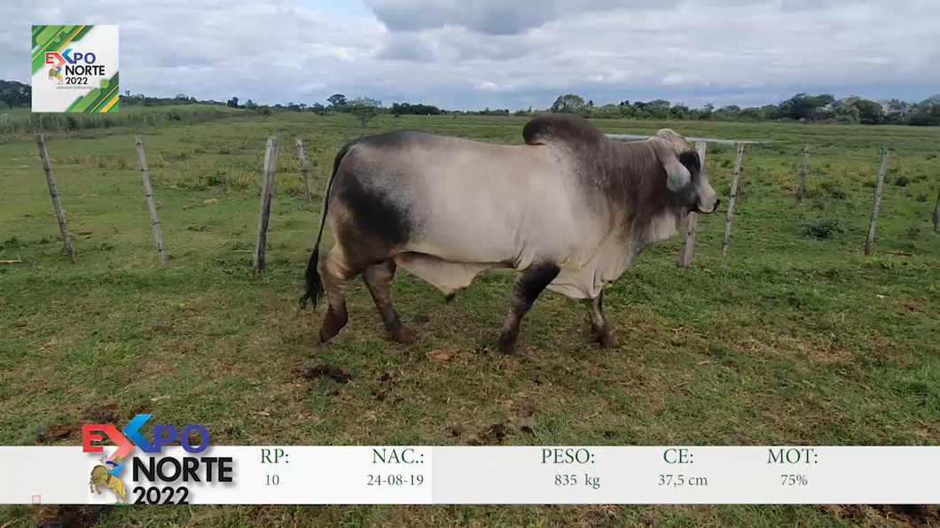 Lote 1 Toro Brahman - Ganadera 63 S.A.