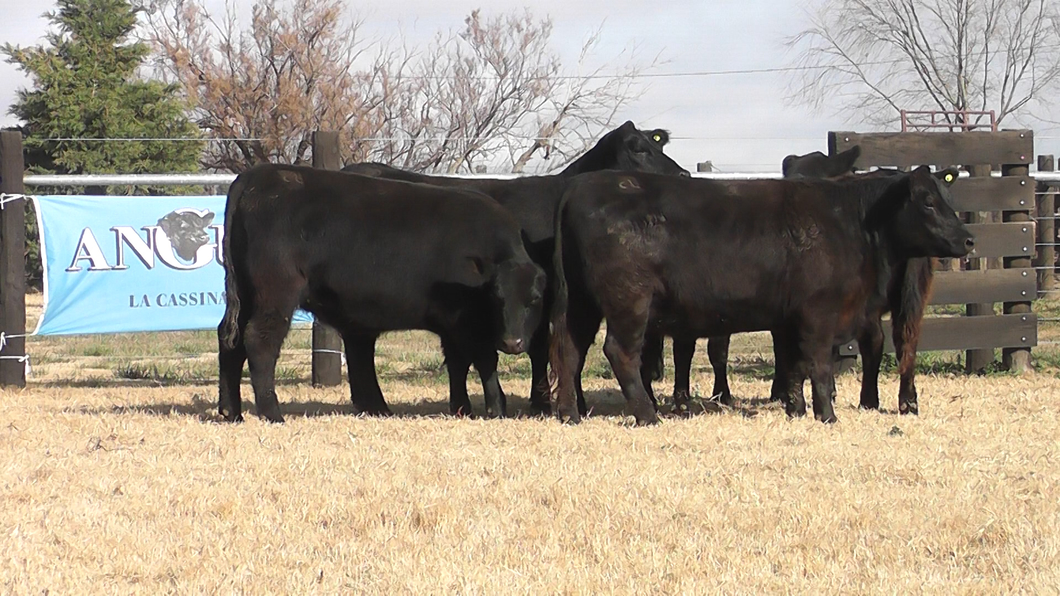 Lote VAQUILLONAS ANGUS NEGRAS PC PREÑADAS PARICION PRIMAVERA