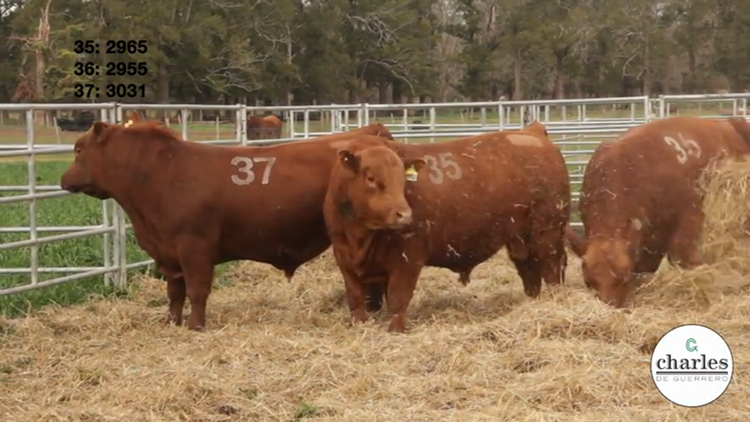 Lote TOROS PUROS CONTROLADOS