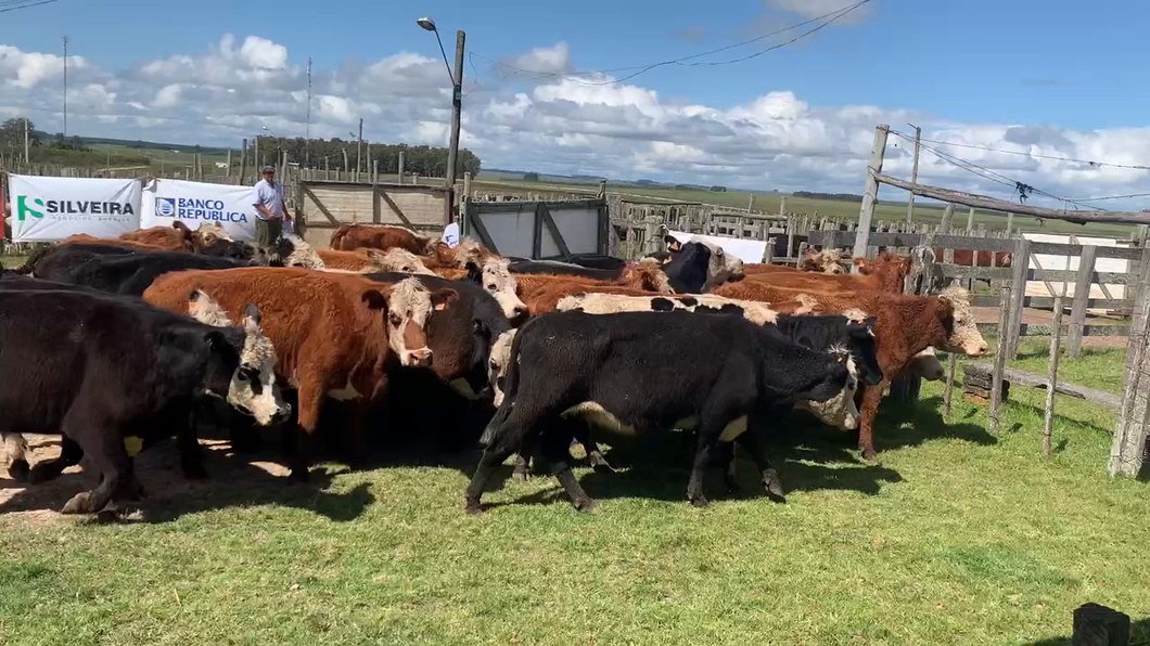 Lote 32 Vacas de Invernada en Tupambaé, Cerro Largo
