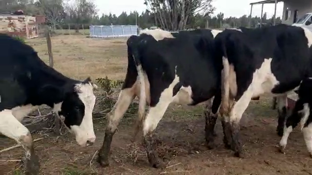 Lote 3 Vacas de Invernada HOLANDO a remate en PANTALLA CAMY 500kg - , San José