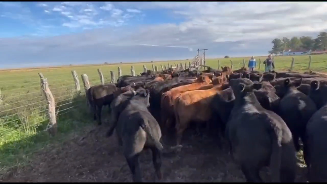 Lote 66 Terneros EN GOYA  CORRIENTES