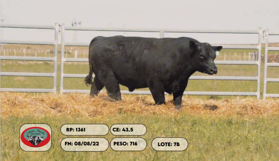 Lote 2 Toros a remate en Remate anual Cabaña Macedo, Artigas