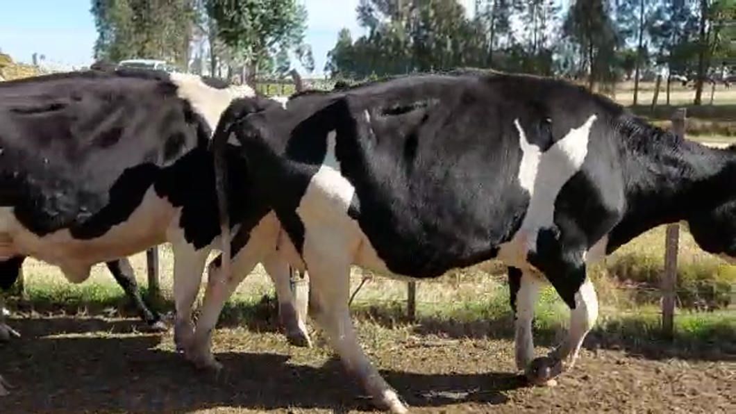 Lote 4 Vacas de Invernada INDUSTRIA a remate en PANTALLA CAMY 450kg - , San José