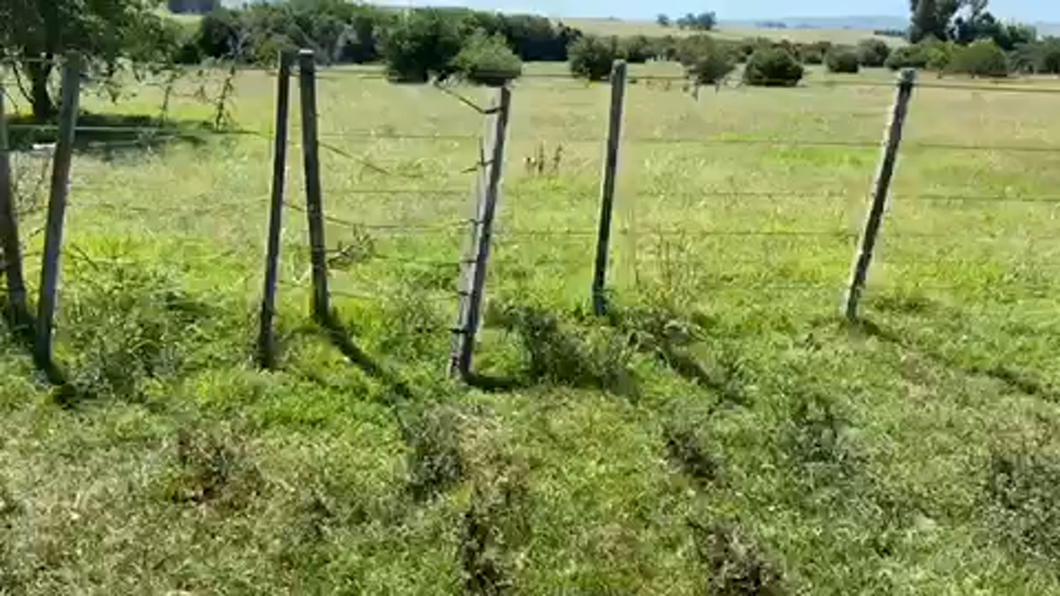 Lote 32 Terneros y Terneras en Uruguay, Cerro Largo