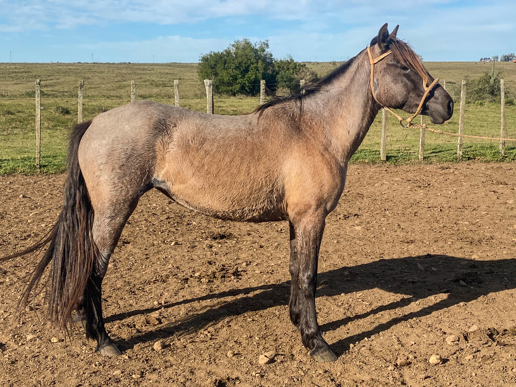 Lote BRAULITA FLOR DE TUNA