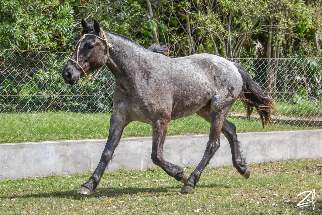 Lote PAIJUAN OSO NEGRO