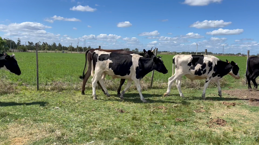 Lote NOVILLOS 1 a 2 AÑOS