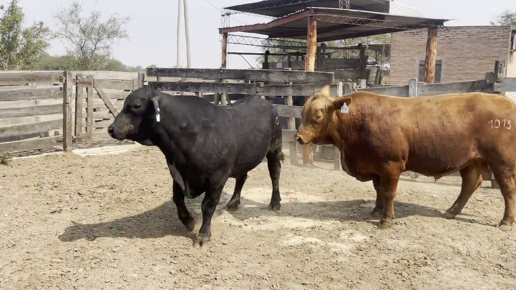 Lote TOROS BRANGUS, Cabaña "DOÑA ANITA"