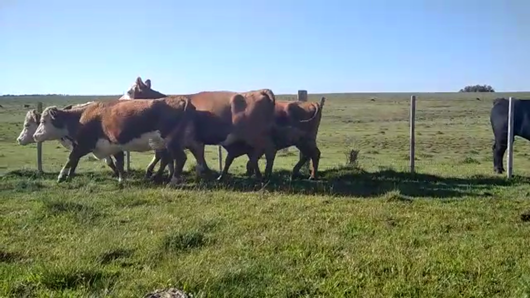 Lote 12 Vacas de Invernada en Polanco Norte, Lavalleja