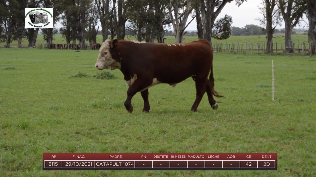 Lote Toros a remate en 6to Remate Anual Cabaña "El Trébol" de Martín Salto Stefani, Paysandú