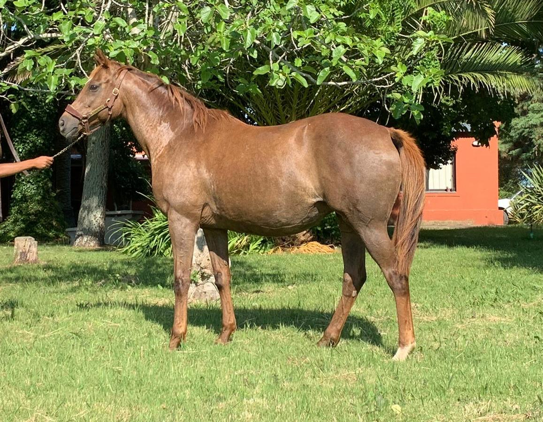 Lote Allnightdance – Yegua preñada de Invasor