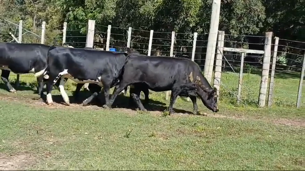 Lote vaquillonas gordas