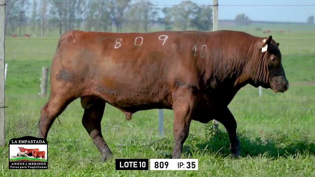 Lote Toros a remate en Toros para Vaquillonas - La Empastada, Durazno