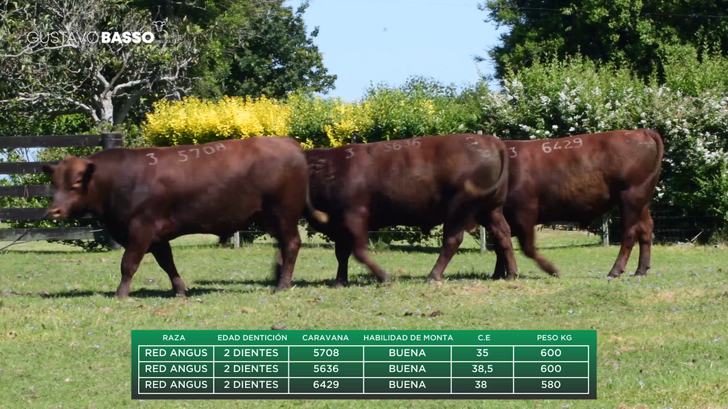 Lote 3 Toros a remate en Remate Cabaña San Jose, Cerro Largo