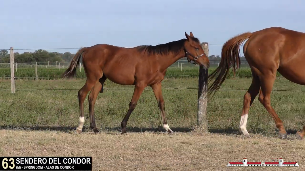 Lote SENDERO DEL CONDOR