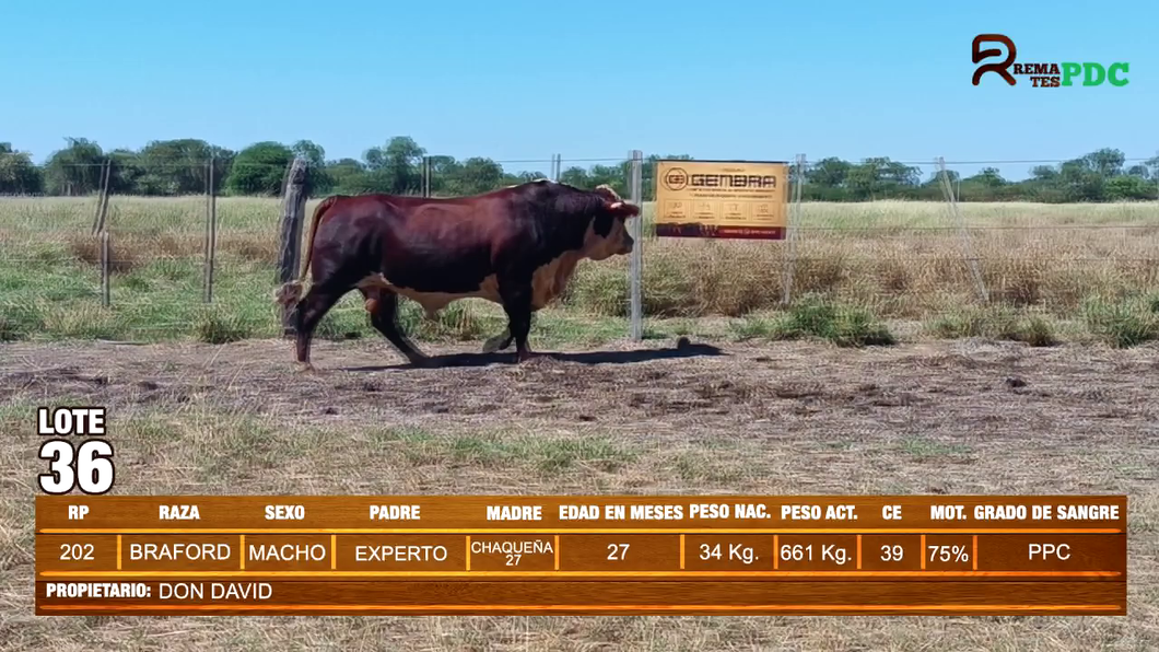 Lote TORO BRAFORD - DON DAVID