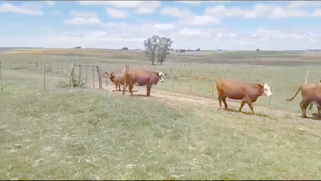 Lote 17 Vacas de Invernada Hereford y Angus a remate en Ultima Pantalla del Año - Escritorio Camy en San Gregorio