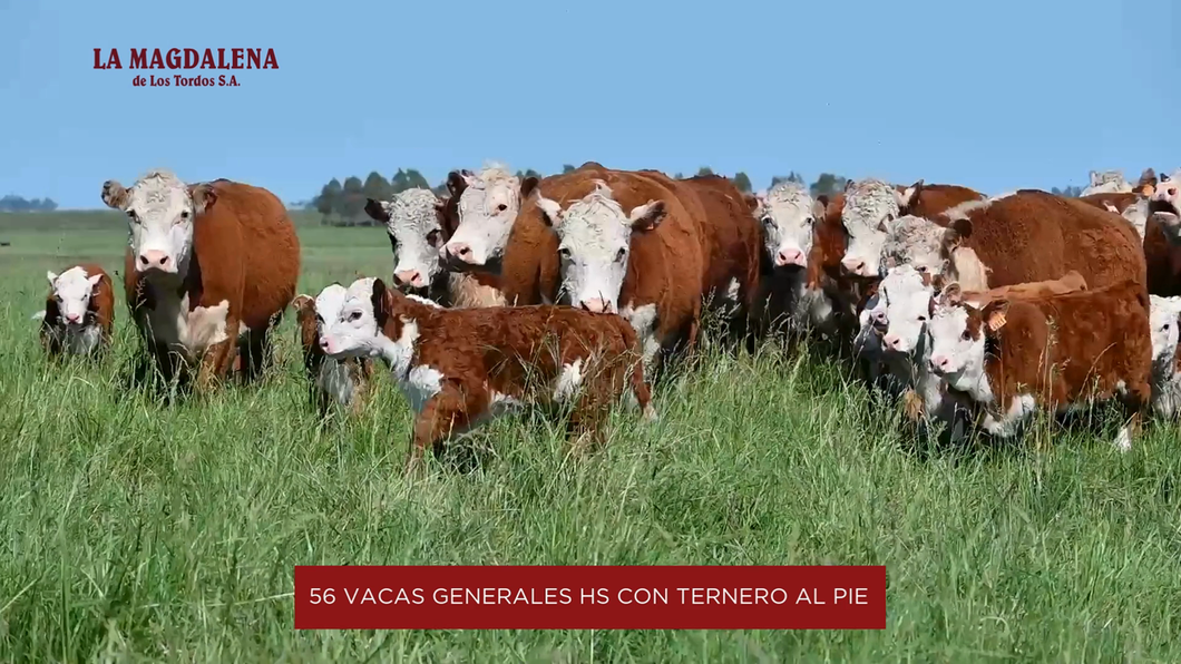 Lote 1 - Vacas Generales HS