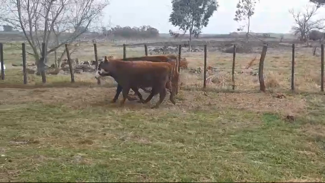 Lote (Vendido)3 Terneros CRUZAS a remate en #48 Pantalla Carmelo 220kg -  en VIBORAS Y VACAS