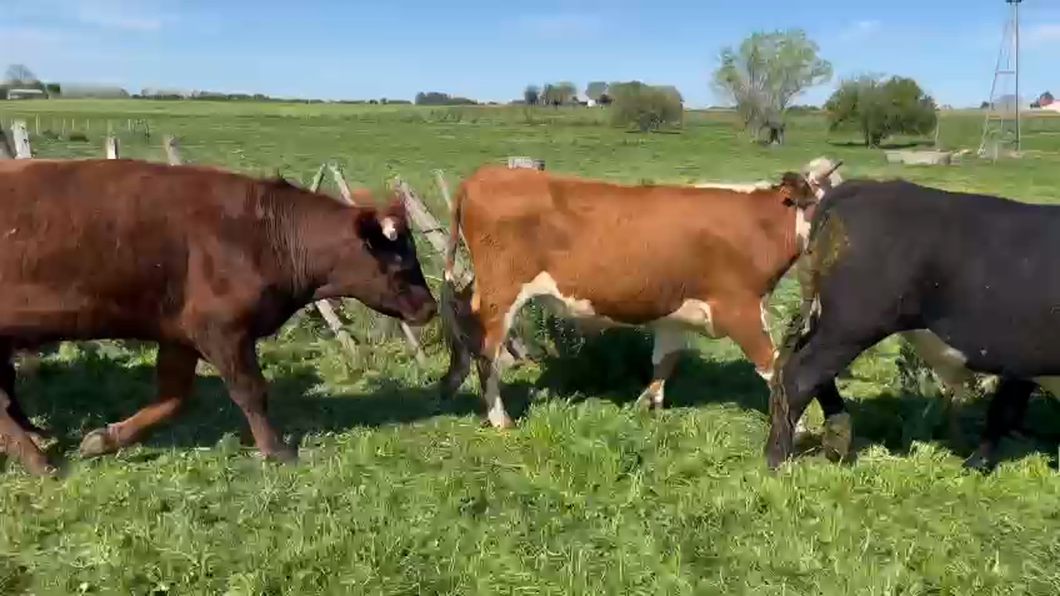 Lote 23 Novillos a remate en 9° Entre Martillos, Canelones