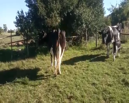 Lote 2 Vacas preñadas 550kg - , San José