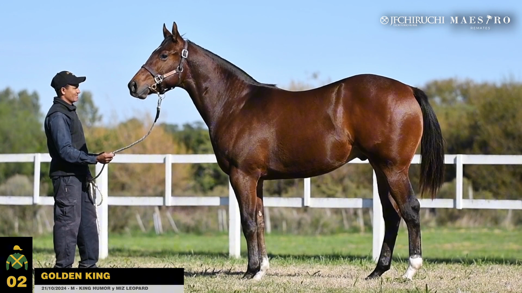 Lote GOLDEN KING