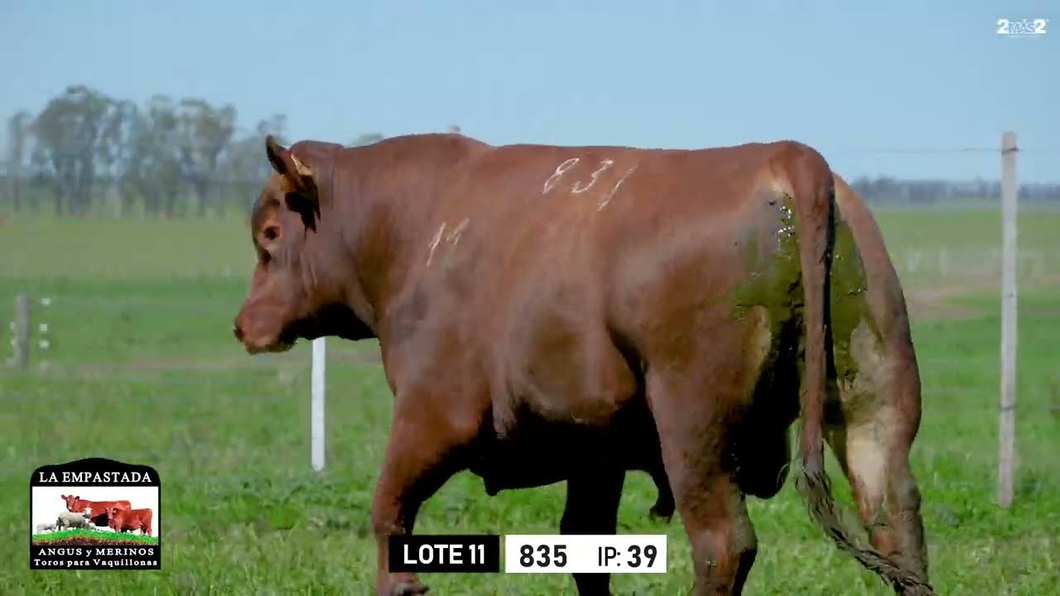 Lote Toros a remate en Toros para Vaquillonas - La Empastada, Durazno