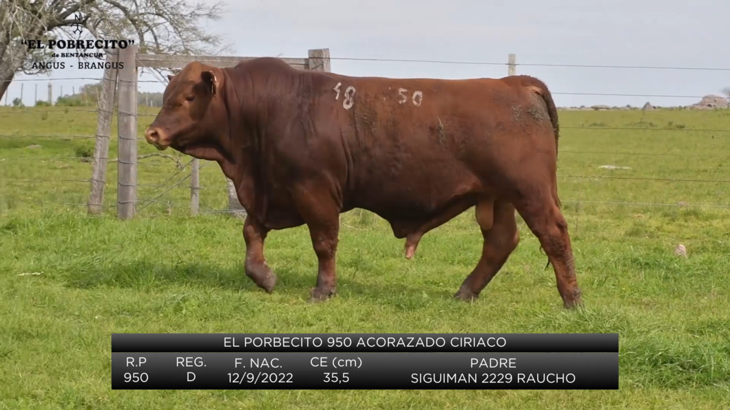 Lote 2 Toros Brangus a remate en El Pobrecito, Durazno