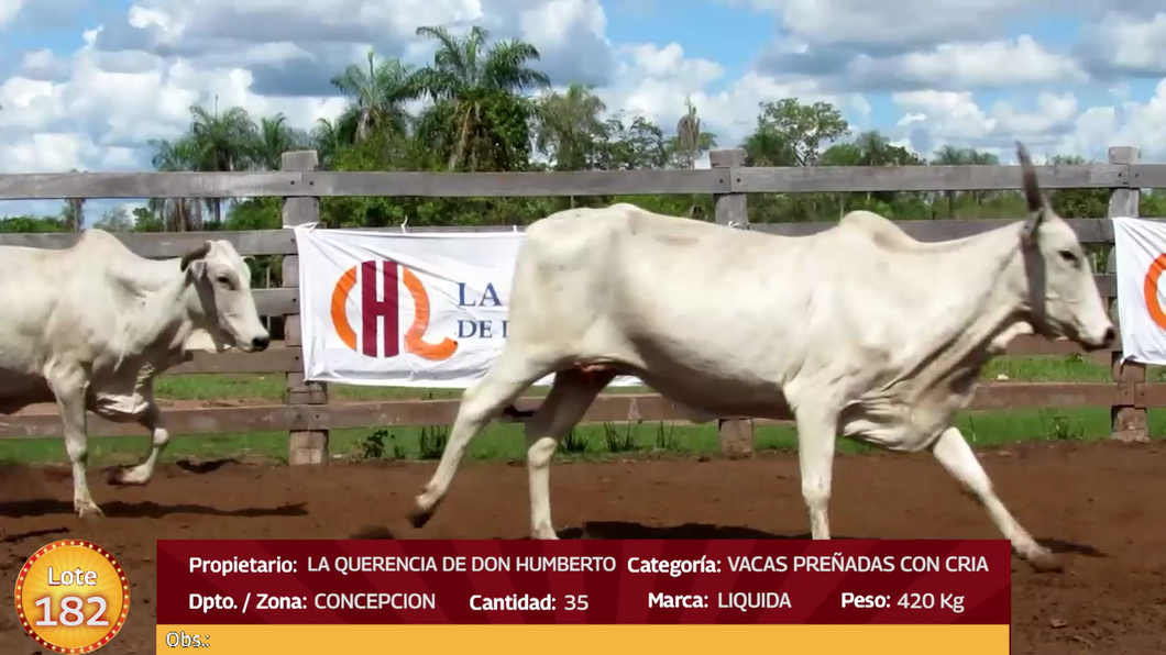 Lote LOTE  182