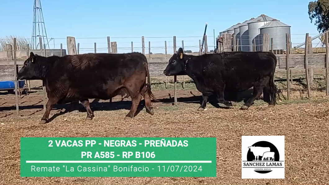 Lote VACAS PP PREÑADAS "CABAÑA SANCHEZ  LAMAS"