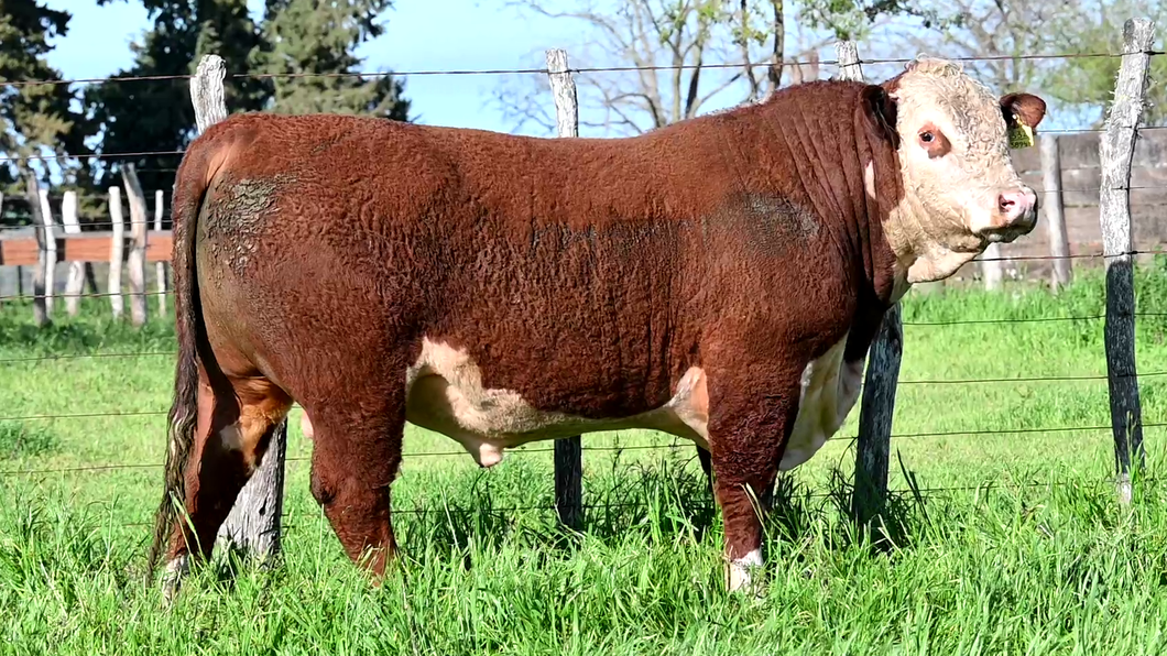 Lote 3 Toros POLLED HEREFORD a remate en Los Novilleros, Montevideo