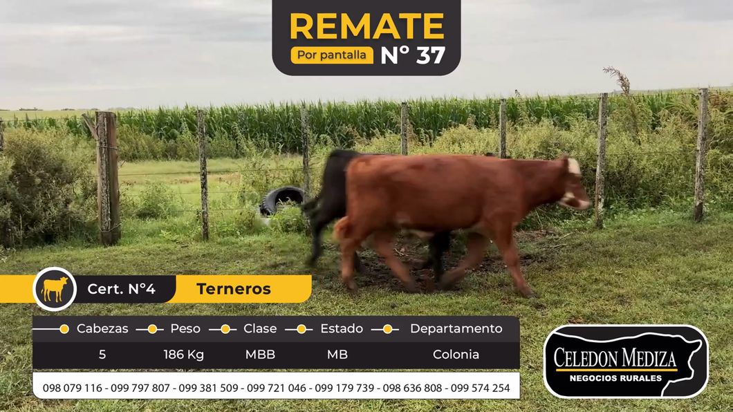 Lote 5 Terneros en Tarariras, Colonia