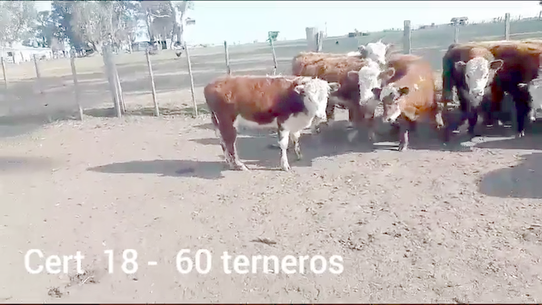 Lote TERNEROS