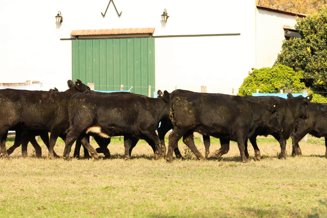 Lote CABAÑA COEMBOTÁ: 9 VAQUILLAS GENERALES PREÑADAS