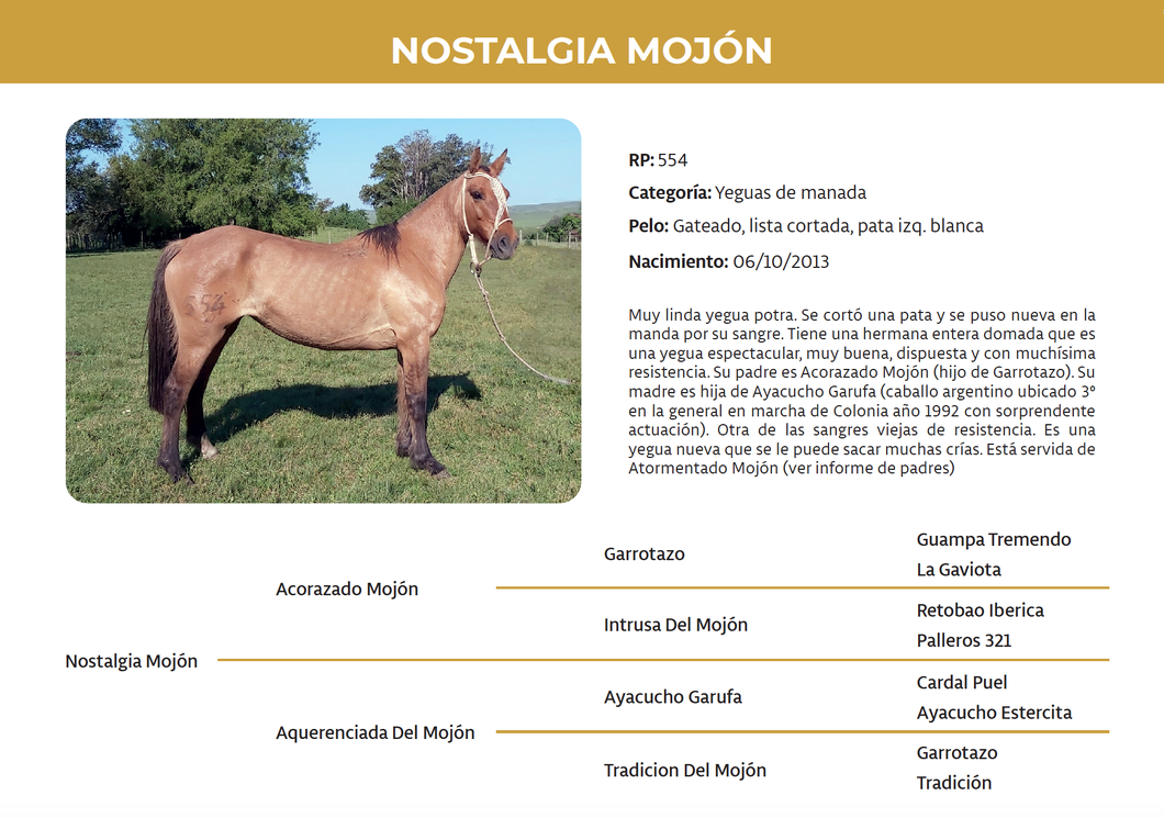 Lote Nostalgia Mojón (RP 554)