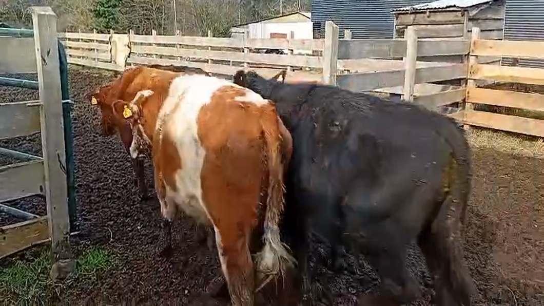 Lote 50 Novillo Engorda en Osorno, X Región Los Lagos