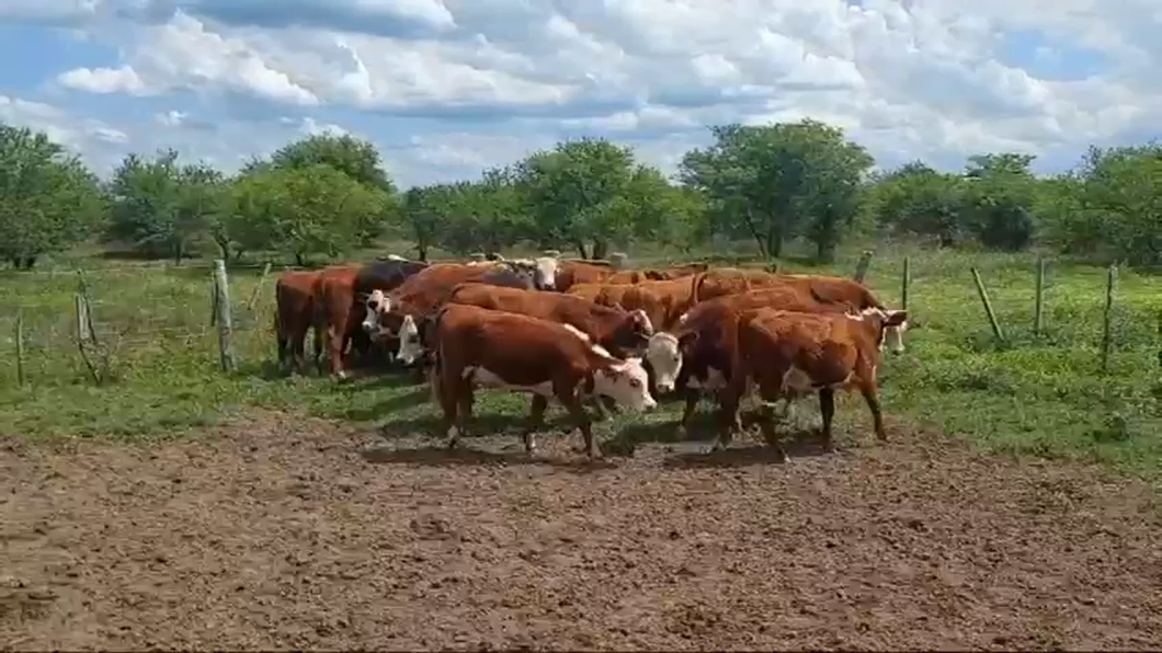 Lote 35 Terneros/as