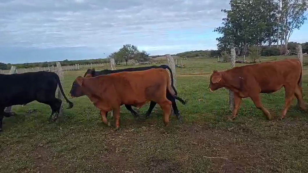 Lote 70 Novillitos
