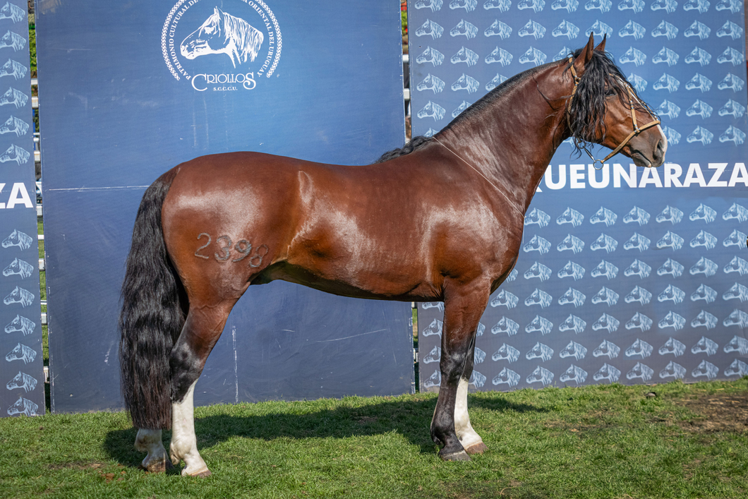 Lote DEL SILENCIO PROMOTOR