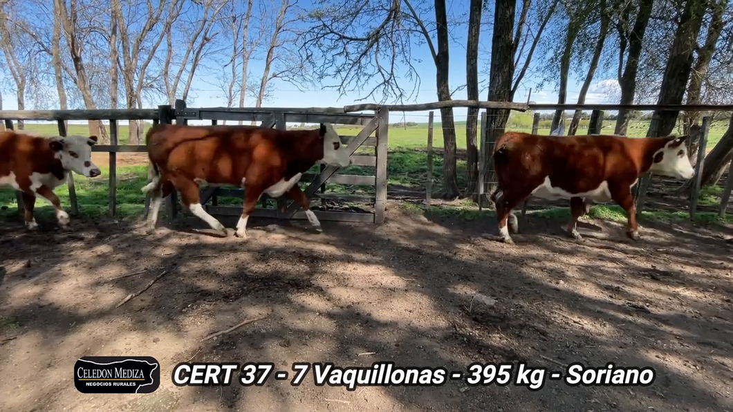 Lote 7 Vaquillonas 1 a 2 años en Agraciada, Soriano