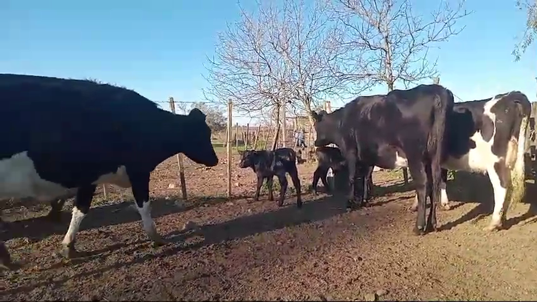 Lote PIEZAS DE CRIA