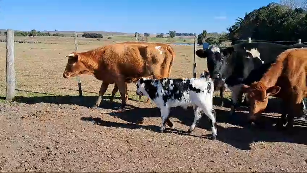 Lote 22 Piezas de cría AA Cr No a remate en Pantalla Camy  en Mal Abrigo