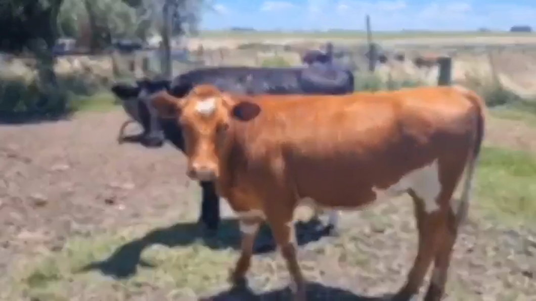 Lote (Vendido)2 Terneras Cruzas a remate en #41 Pantalla Carmelo  200kg -  en LA CASILLA