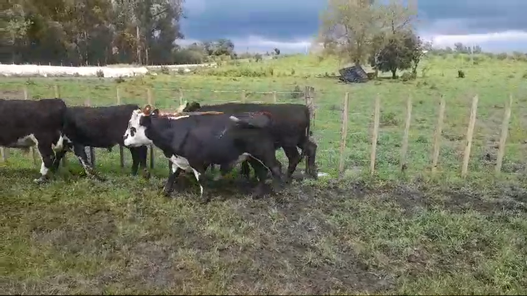 Lote 5 Novillos 1 a 2 años HEREFORD/ ANGUS a remate en #50 Pantalla Carmelo 305kg -  en CONCHILLAS